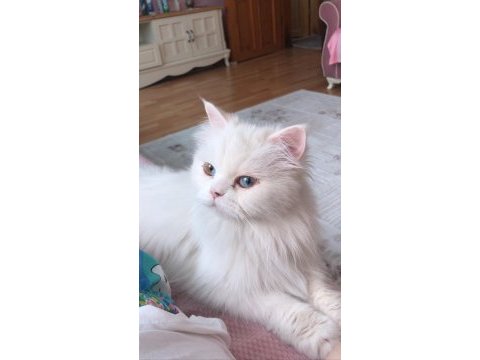 Dişi kedimi çiftleştirmek için erkek kedi arıyorum
