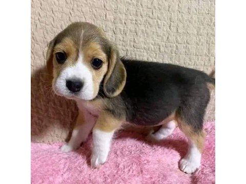 Elizabet beagle yavrularımız