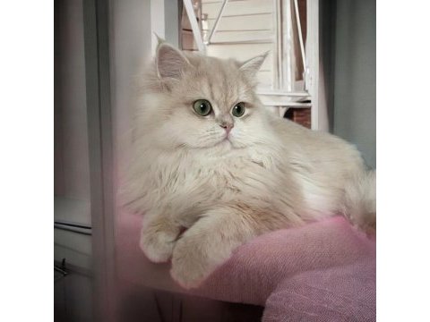 Safkan british longhair