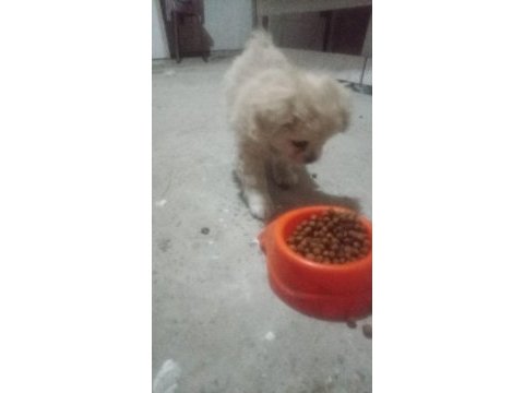 A kalite albino pekinez yavrusu