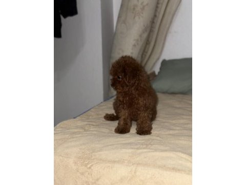 Anne 2700 baba 210 kg orjinal toy poodle kore kan