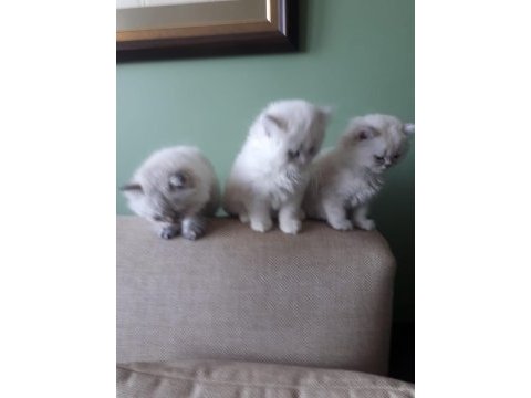 Anne sütü ile büyüyen 2 erkek bir dişi ragdoll yavrular