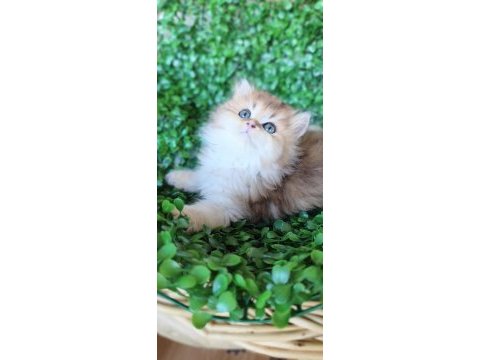 Ny25 dişi british longhair