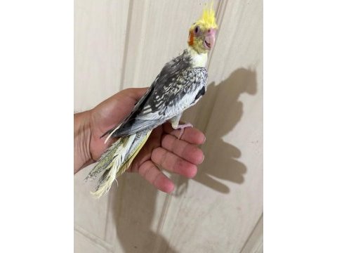52 günlük renk güzeli pied bebek sultan papağanı