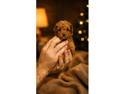 2 aylık poodle