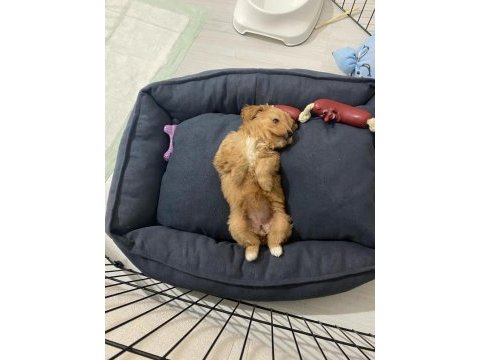 9 haftalık yavru maltipoo