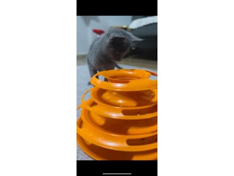 British shorthair 3 aylık