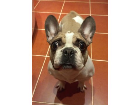 Fransız bulldog kızım