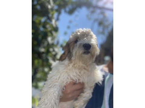 Maltipoo 4 aylık dişi
