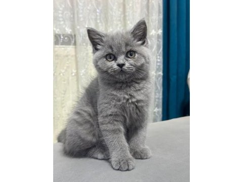 Ev kedileri