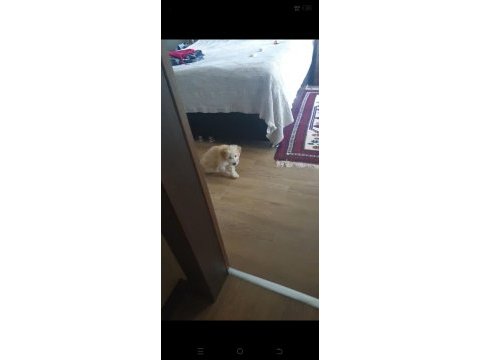 Puddle yavru