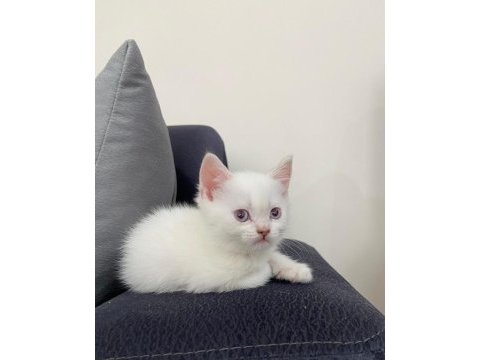 2 aylık scottish kedimiz