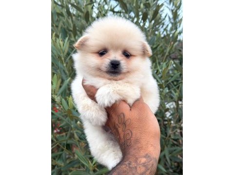 Pomeranian erkek köpeğimiz