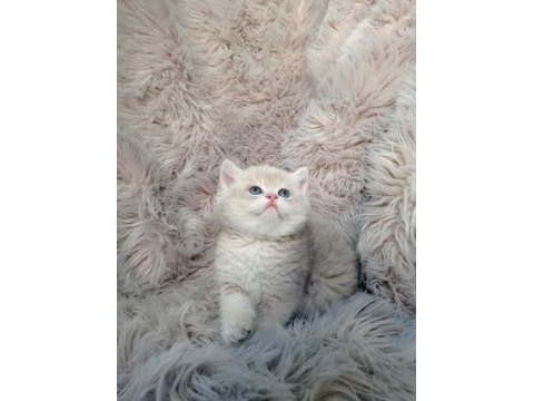 Show kalite ayı surat british shorthair ay12 erkek