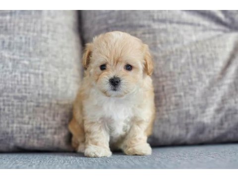 A kalite maltipoo yavrularımız yeni sahiplerini arıyor