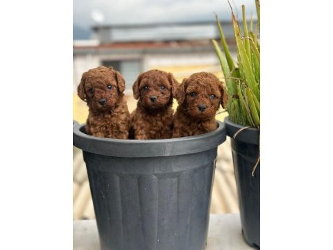 Toy poodle yavrularımız