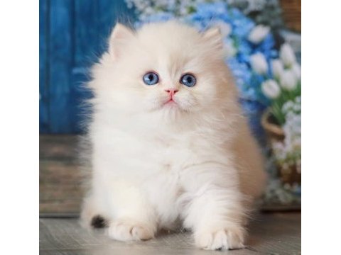 İpeksi tüylü silver british longhair 