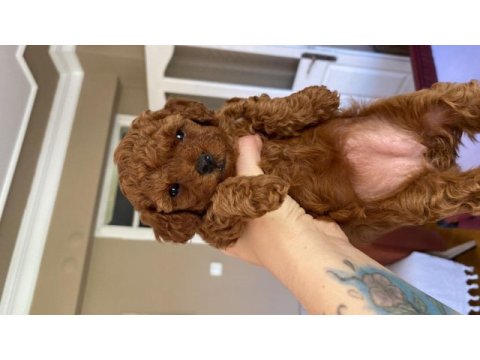 Evde büyüyen kore teacup poodle