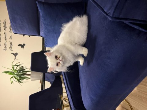 Orjinal chinchilla dişi