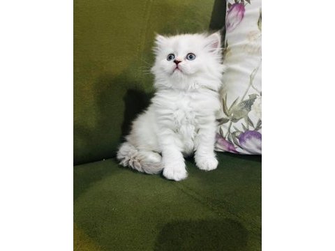 British longhair 3.5 aylık erkek