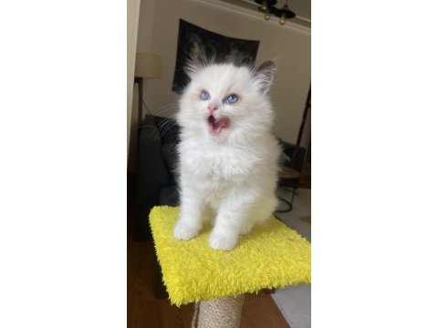 Mükemmel ragdoll yavrular