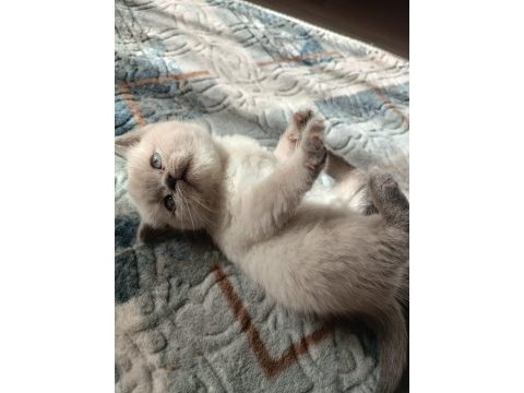Safkan british shorthair ayı surat top kafa bebişler