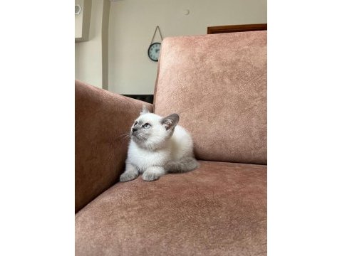 Blue point erkek british shorthair