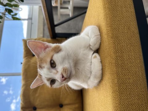 Pamuk dünyanın en güzel huylu kedisi
