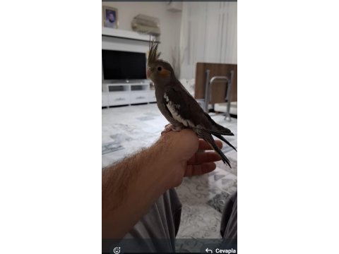 Tam evcil sultan papağanı yavru