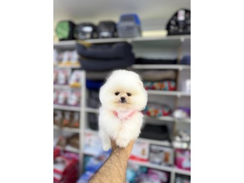 Yavru pomeranian boolar