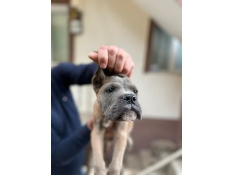 Kıf - fcı scr li anne ve babadan cane corso yavruları
