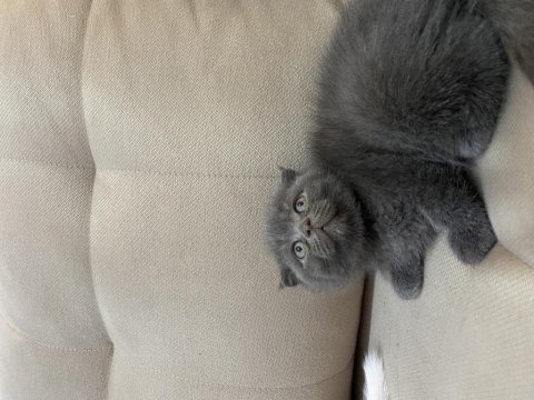 Anne altından scottish fold