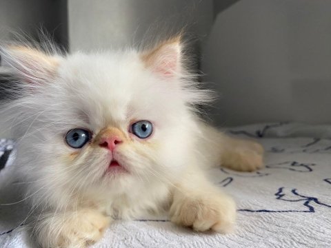 İran persian 57 günlük yavru kedi