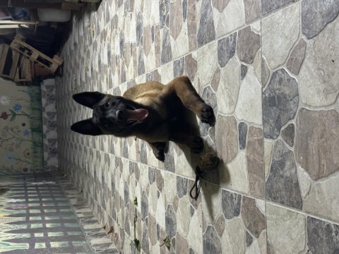 Tam bir makina belçika kurdu