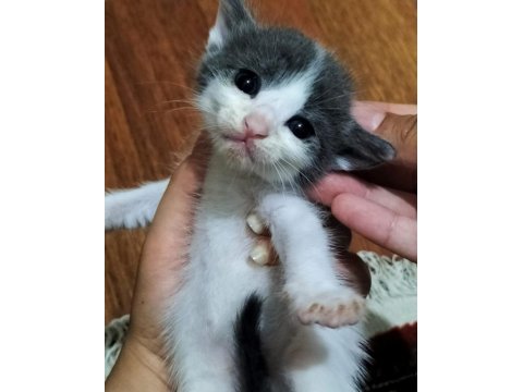 Birbirinden sevimli yavru kedilere yuva olmak ister misiniz?