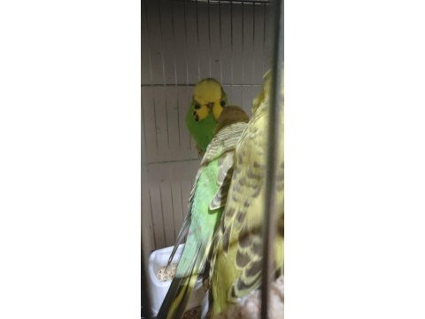Show jumbo takım yavru muhabbet kuşu