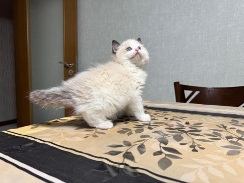 Şecereli anne ve babadan safkan ragdoll erkek yavru