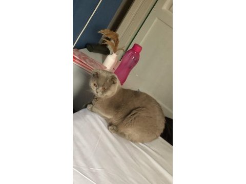 Scottish fold oğluma dişi british eş arıyorum
