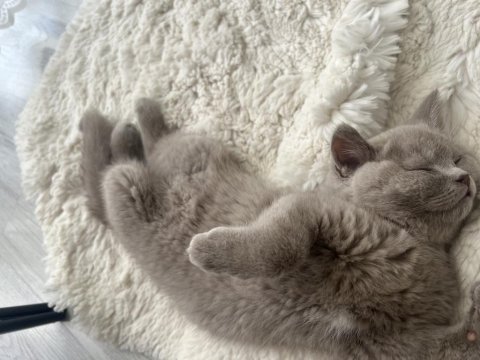 Yavru british shorthair kedilerim