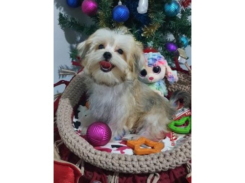 Gold morkie minnoşlar