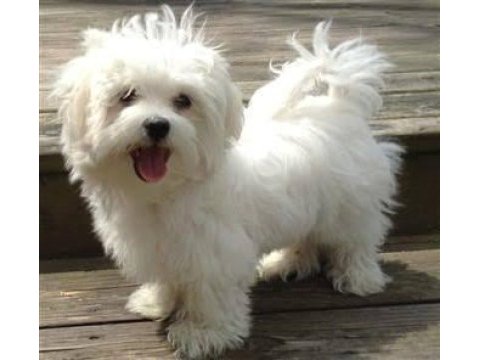 Maltese terrier çok akıllı