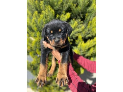 Dünya şampiyonu rottweiler torunları