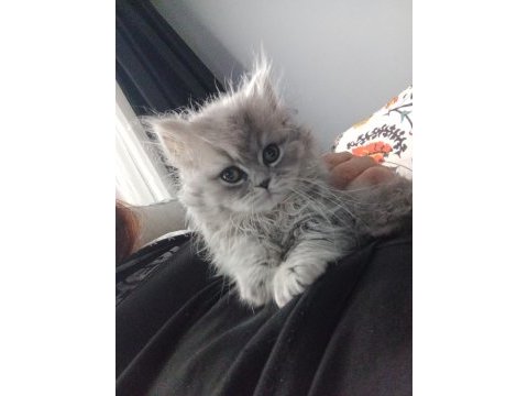 4 aylık dişi british longhair kedimiz