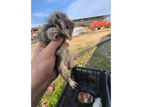 Birçok çeşit ginepig mevcut