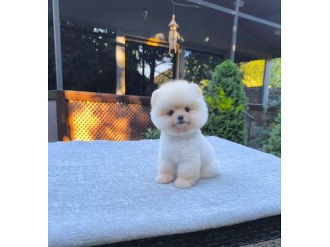 Sağlık ve ırk garantili pomeranian