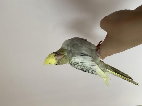 El besleme evcil sultan papağanı yavrular