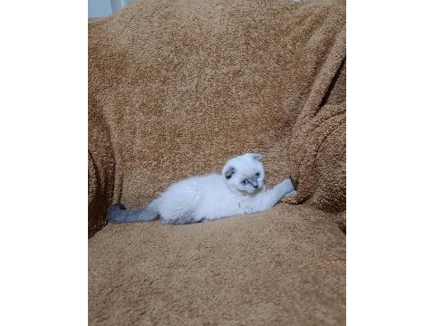 Scottish fold shorthair bluepoint kızımız