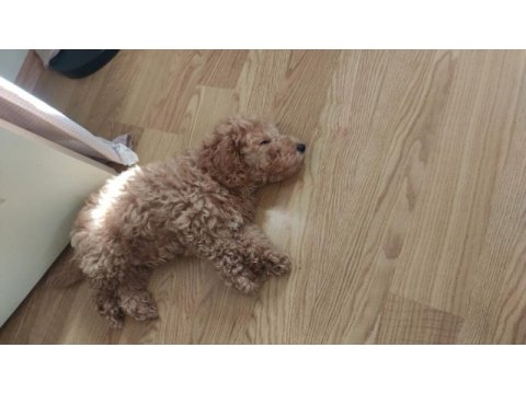 Son erkek poodle yavrum