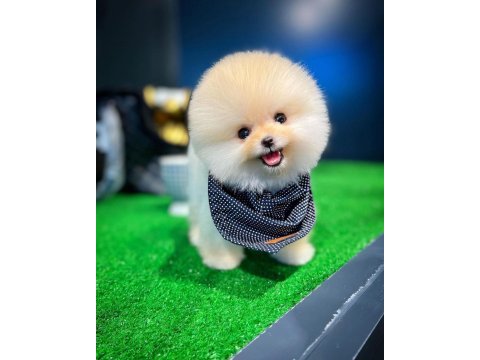 Ruhsatlı yetiştiriciden özel pomeranian yavrular