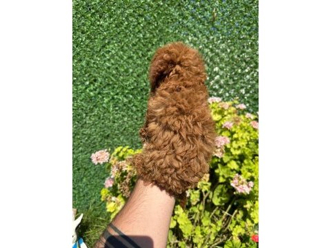 Kore poodle dişi